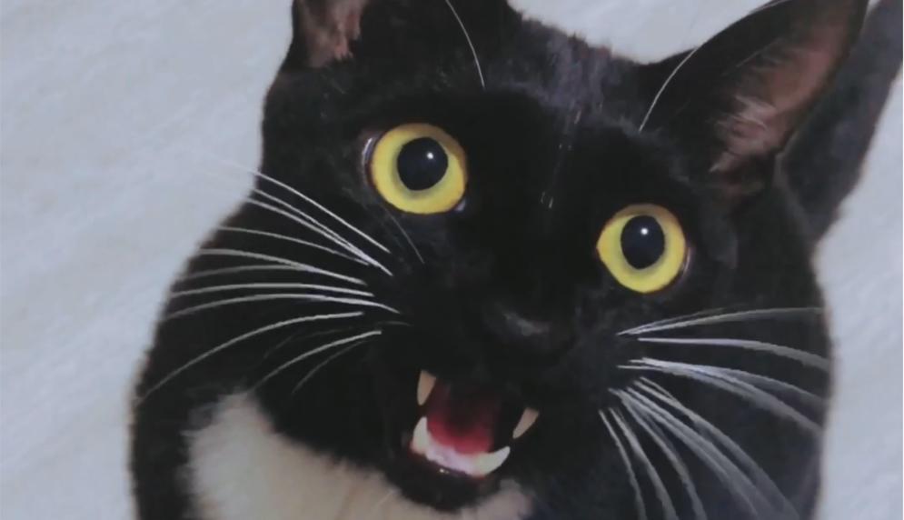 猫咪大战乌豪瑟王2：隐藏之谜