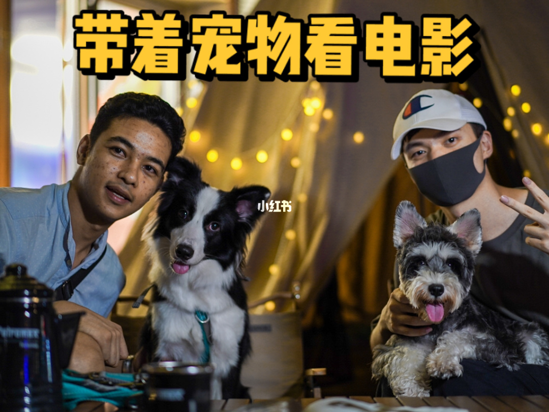 可以给宠物起名的养成游戏_给游戏宠物起名字_宠物名字游戏大全