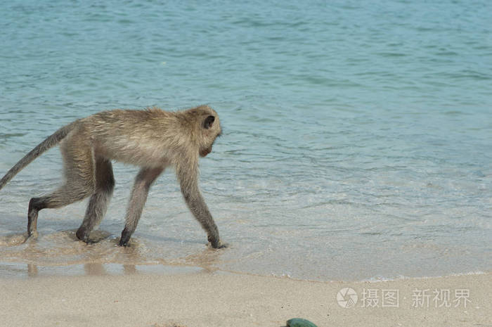 黑猴子游戏海滩救生员_沙滩救生员黑猴子安卓_海滩猴子怎么打