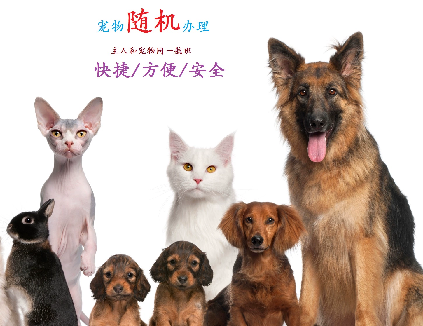 酷跑宠物合成配方图_宠物店跑酷_天天酷跑宠物哪个好