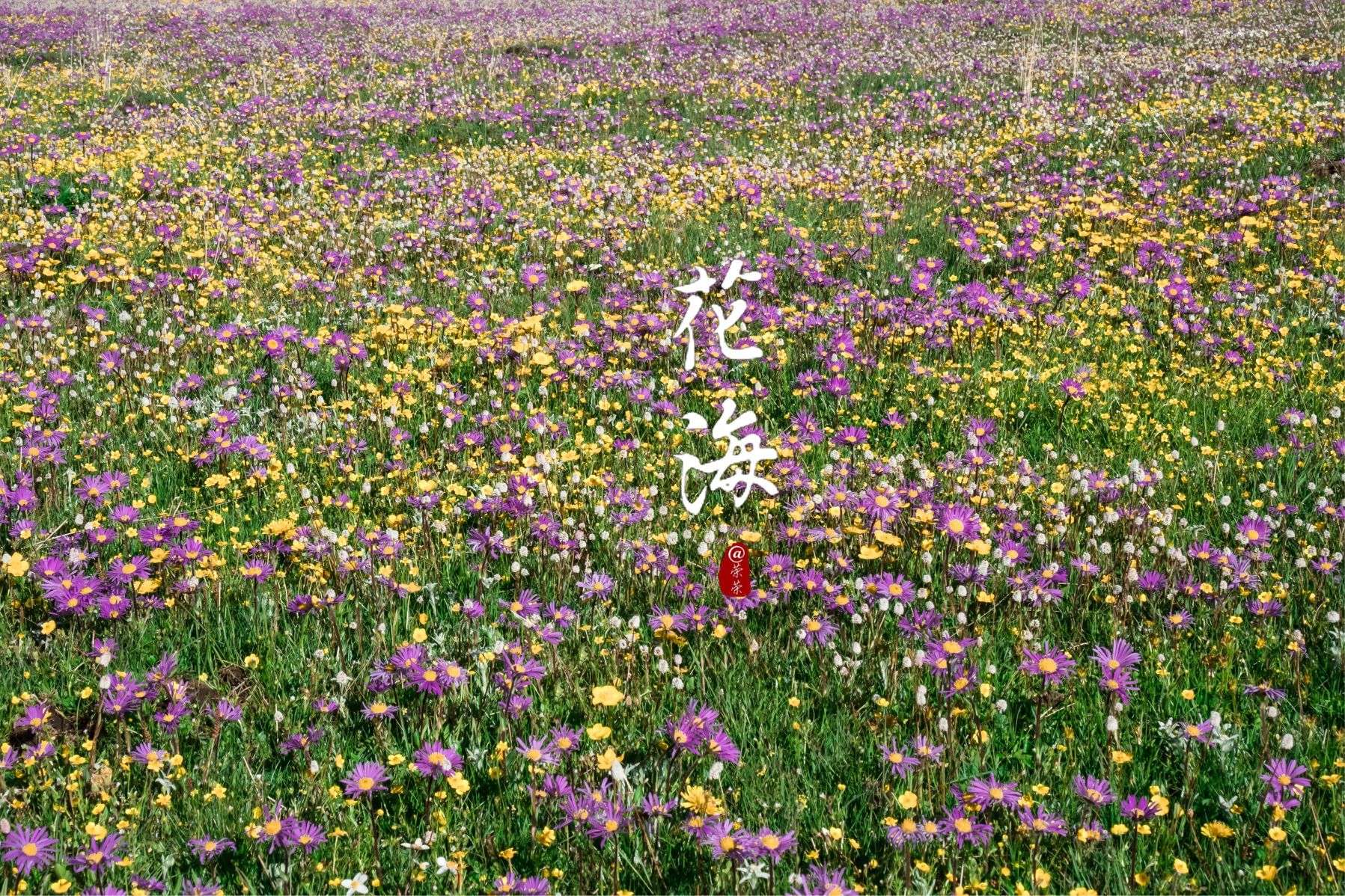 4399小花仙游戏_小花仙游戏花精灵王_小花仙游戏剧情