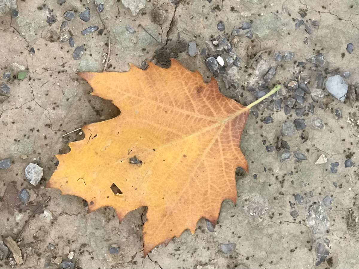 梧桐叶落霜飞晚_秋雨梧桐叶落时游戏_梧桐叶落的时候