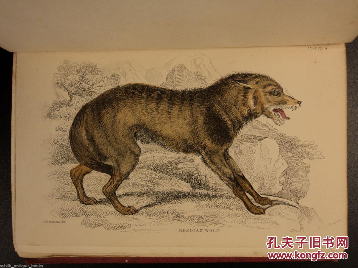 丛林有情狼三_丛林有情狼中英文字幕_丛林有情狼2