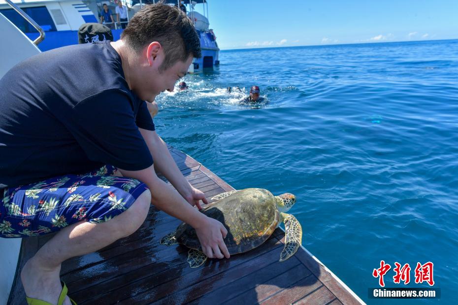 钓鱼海龟_海龟垂钓_钓海龟什么意思