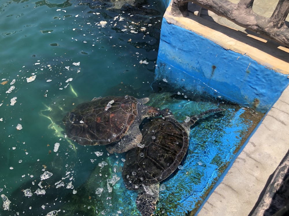 钓鱼海龟_海龟垂钓_钓海龟什么意思