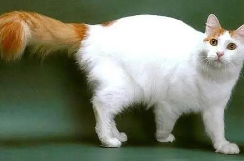 猫利欧_雷利欧