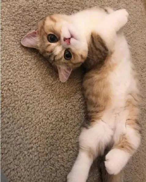 雷利欧_猫利欧