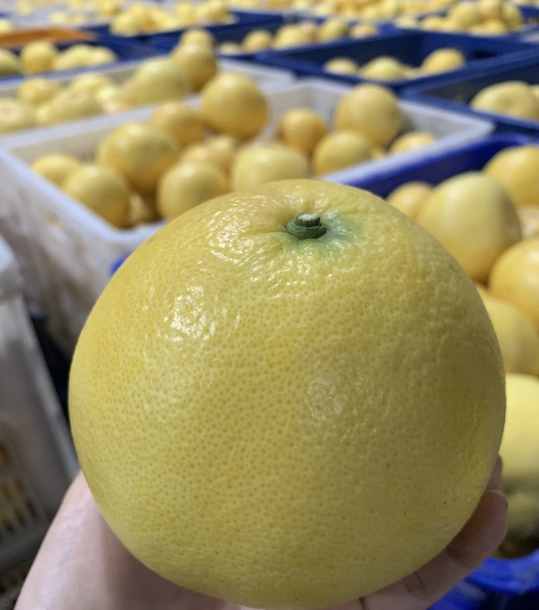 香菱子_香菱结局_香菱子的图片