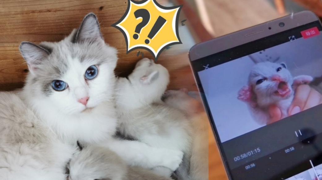 猫咪永久在线网址永久播放_永久猫咪在线播放网址免费_永久猫咪在线播放网址