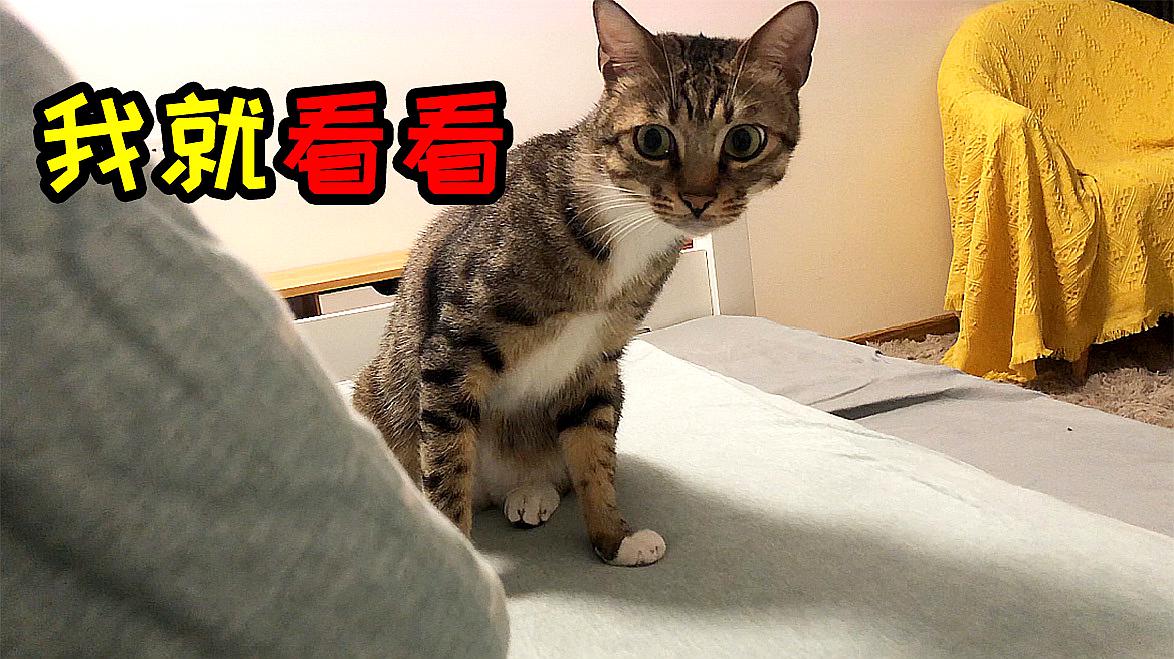 永久猫咪在线播放网址免费_猫咪永久在线网址永久播放_永久猫咪在线播放网址