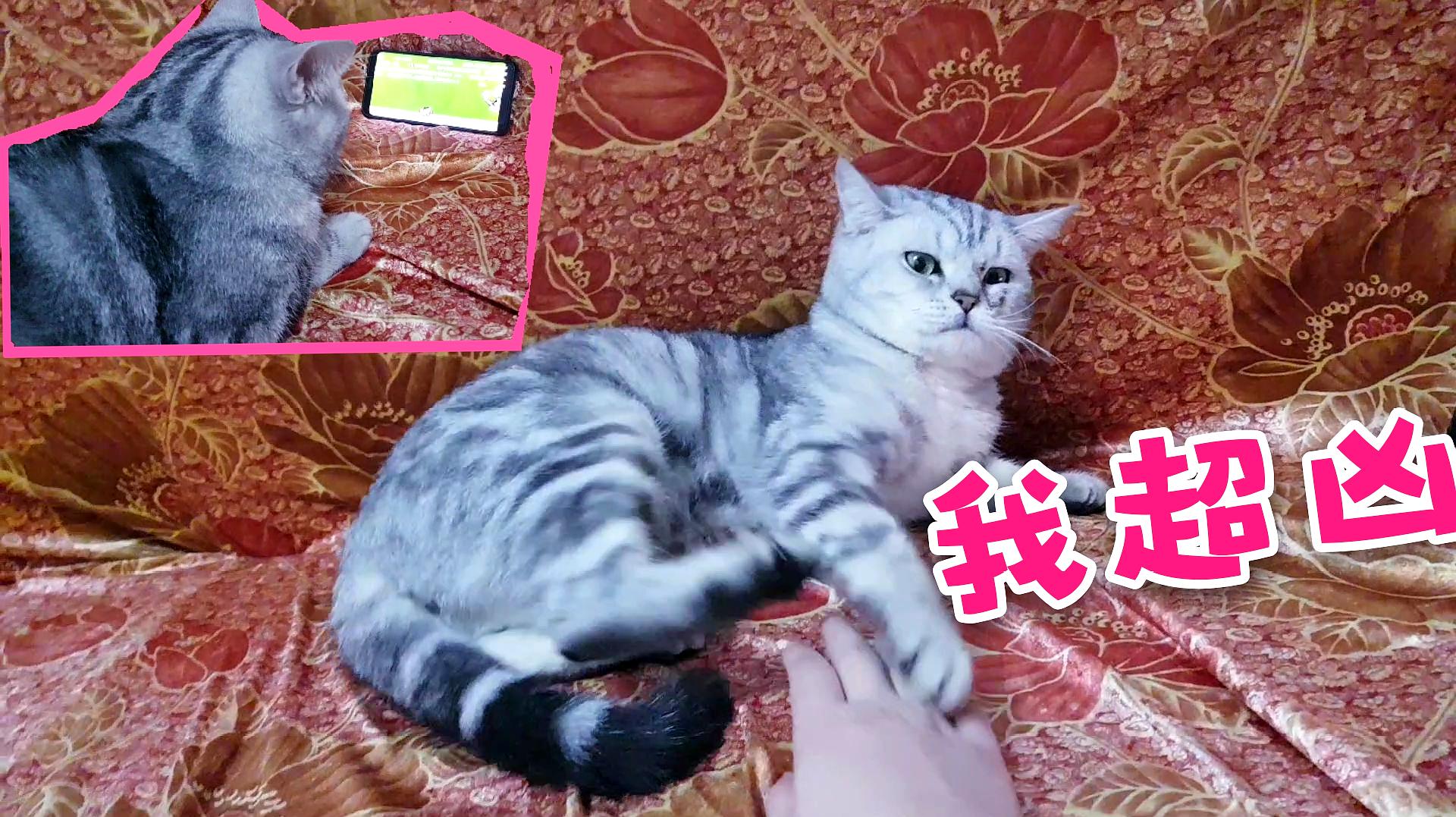 永久猫咪在线播放网址免费_猫咪永久在线网址永久播放_永久猫咪在线播放网址