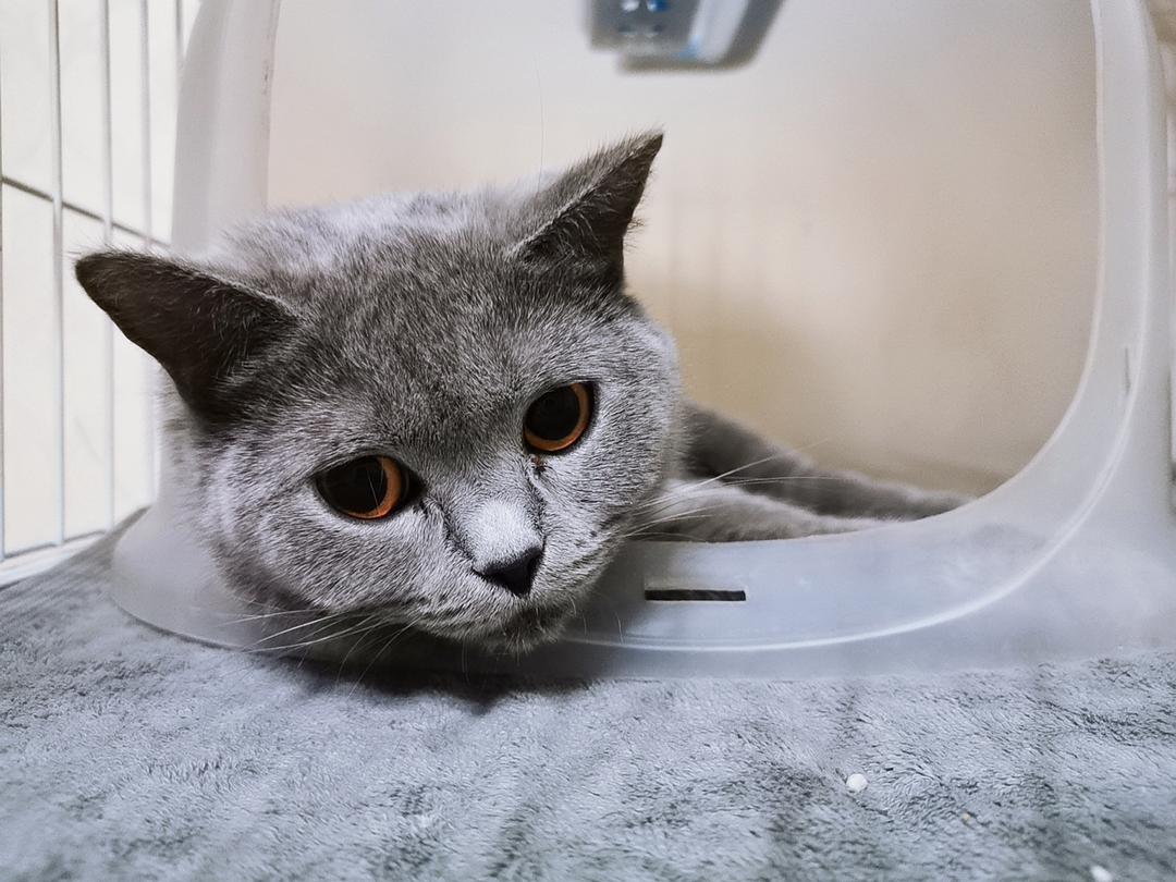 猫咪世界记录你的生活官网_我想看猫世界_记录世界记录你快猫官网
