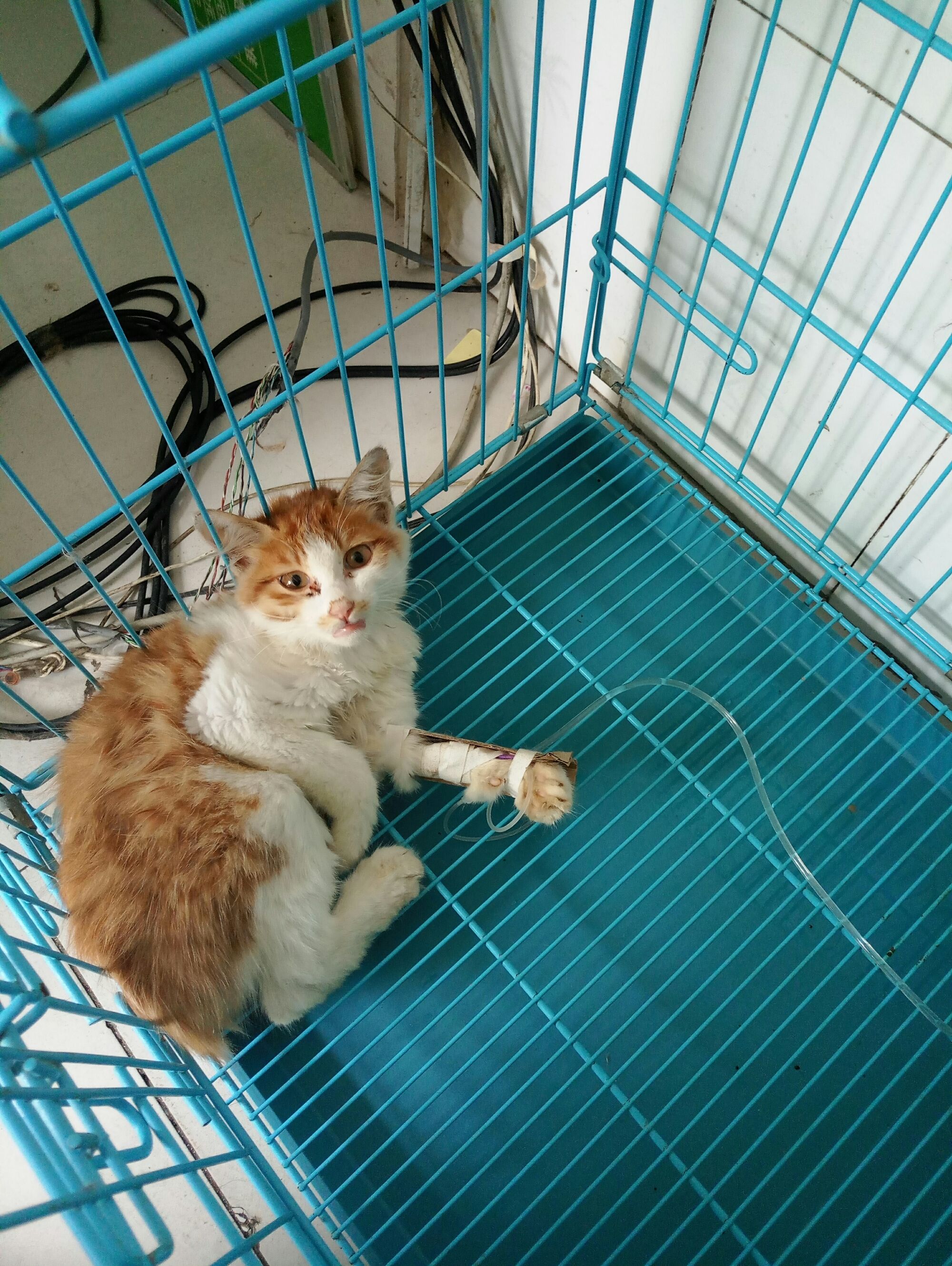 我想看猫世界_记录世界记录你快猫官网_猫咪世界记录你的生活官网
