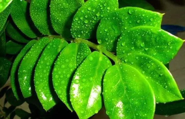幸运草四叶草网名哪个好_幸运草四叶草花图片_四叶幸运草