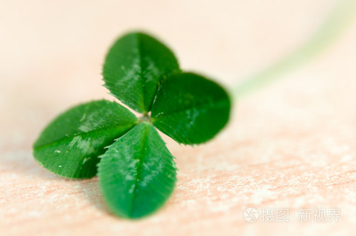 四叶幸运草_幸运草四叶草花图片_幸运草四叶草网名哪个好