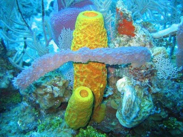 海绵清理_海绵有消音效果么_海绵消消看