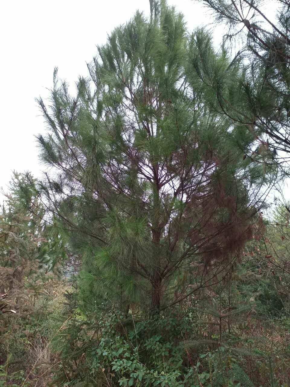 种门是什么意思_什么意门什么四字成语_意门是什么意思
