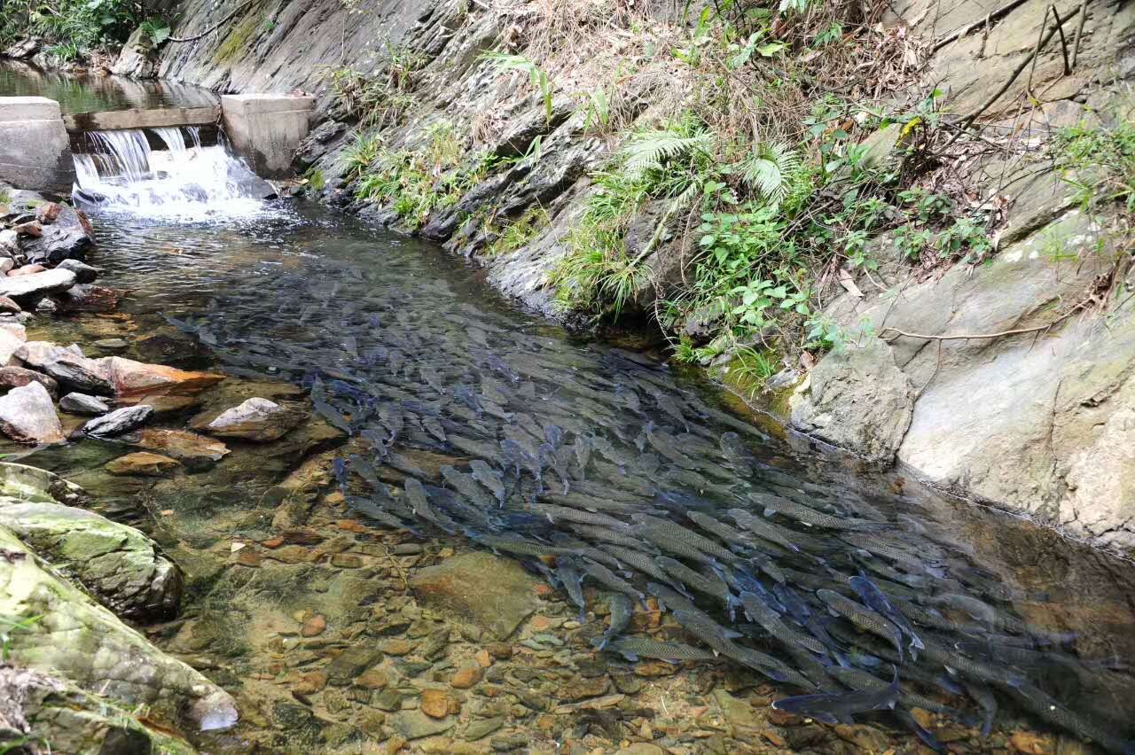 野大蒜的功效与作用图片_野大豆图片及功效_大别野