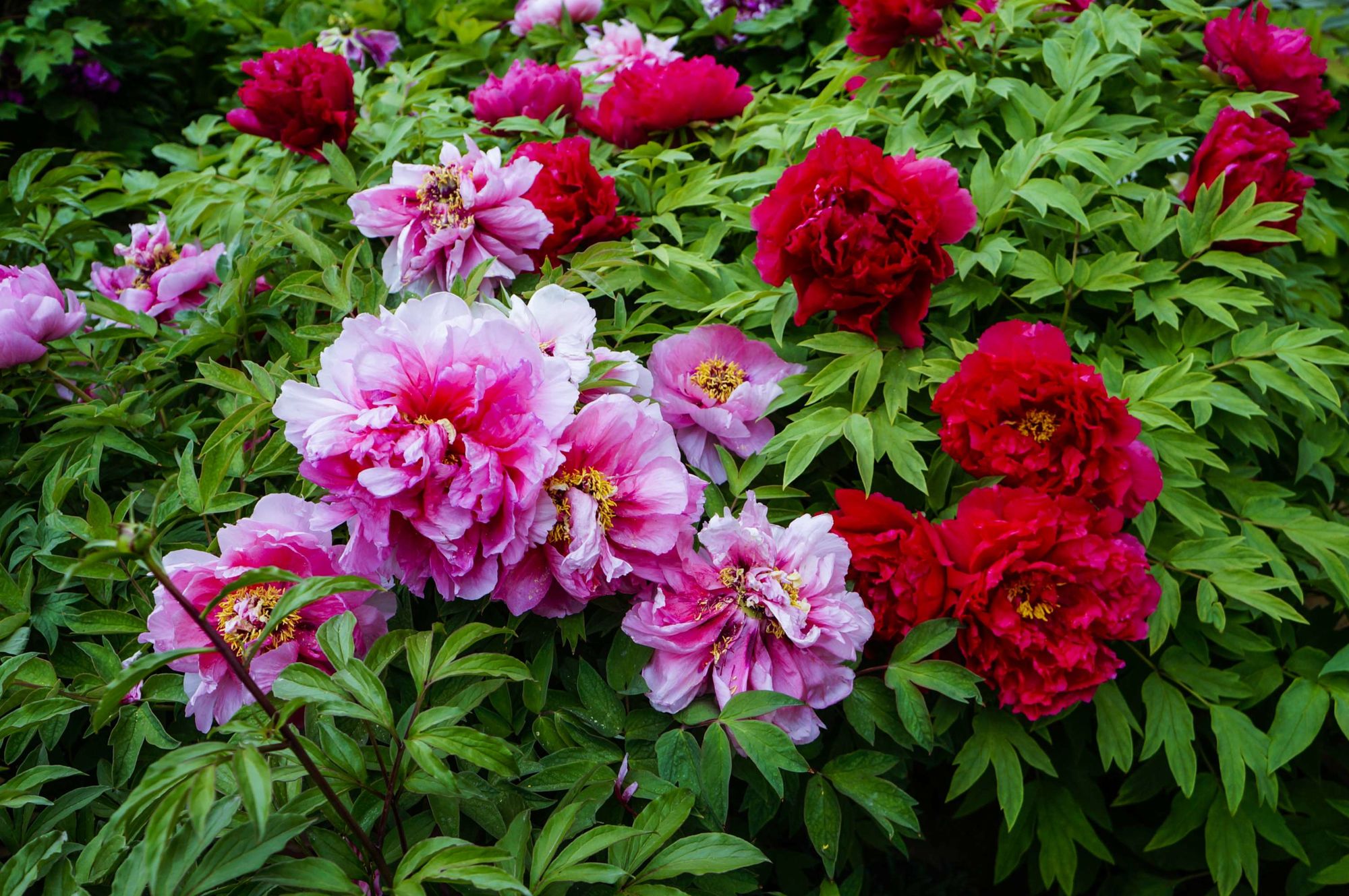 花开app_栀子花开app_花开app下载