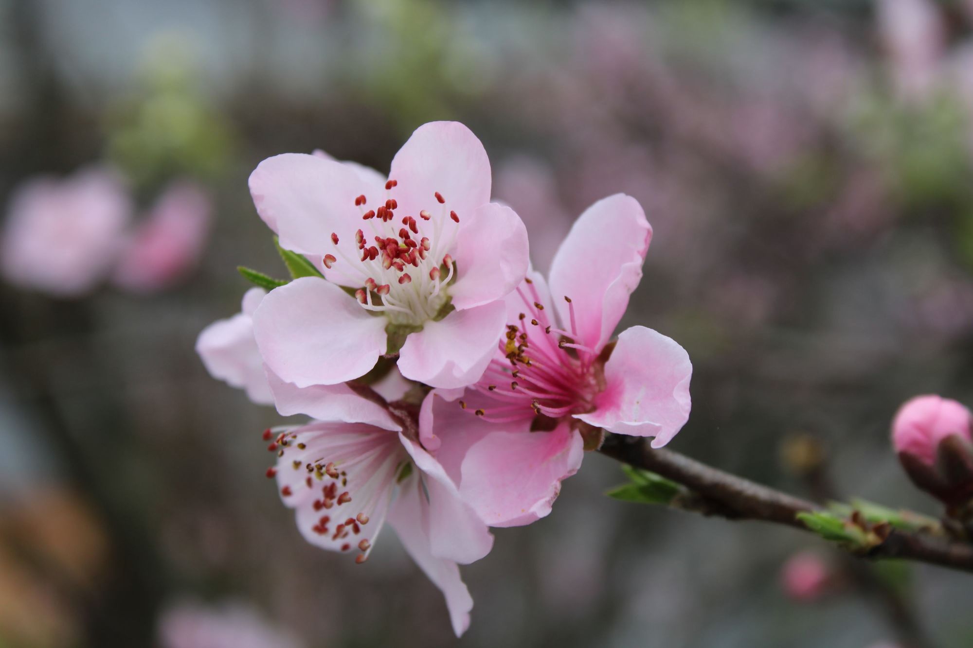 花开app下载_栀子花开app_花开app