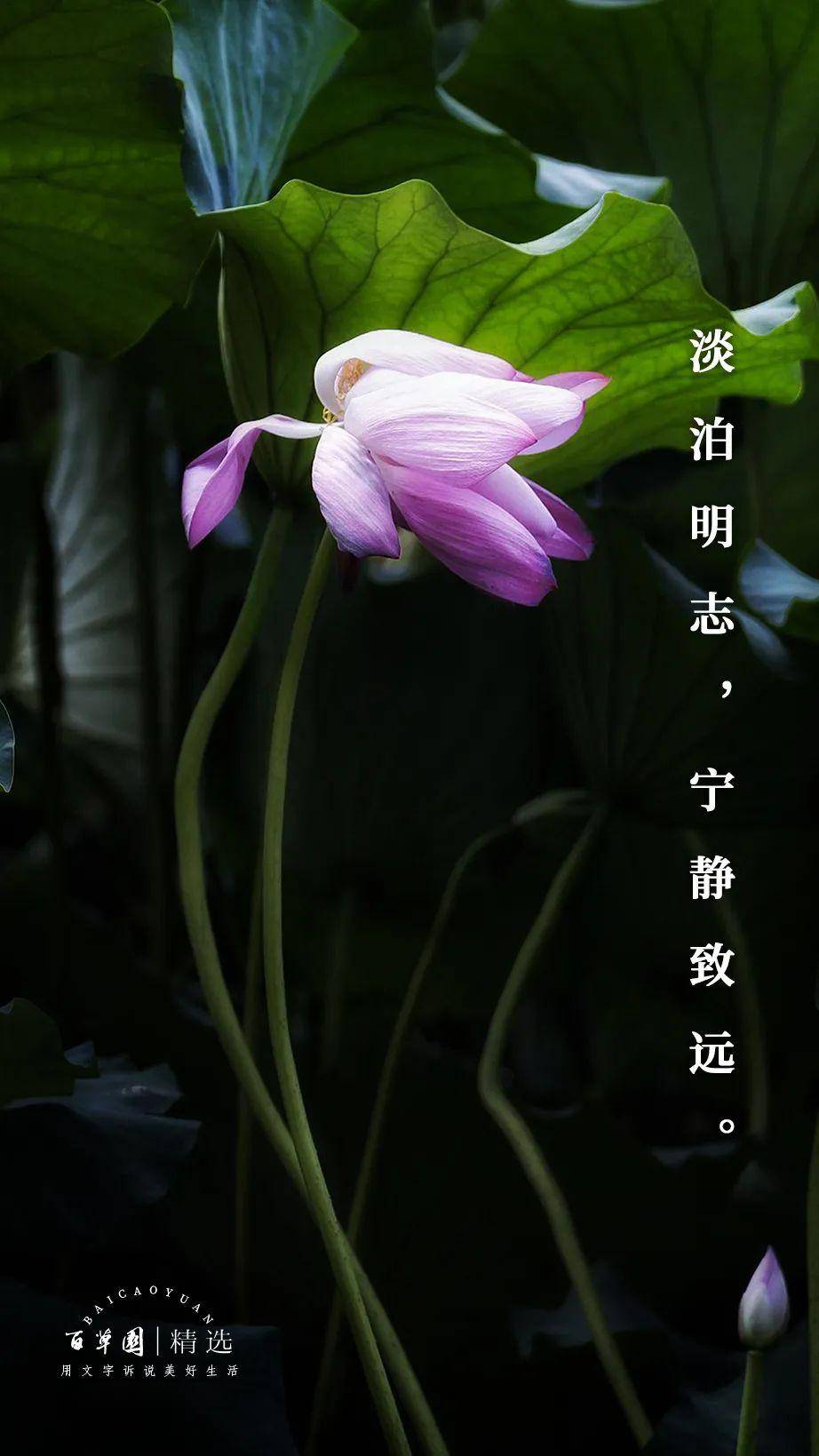 佛系资源_佛系资源小兵共享_佛系天堂