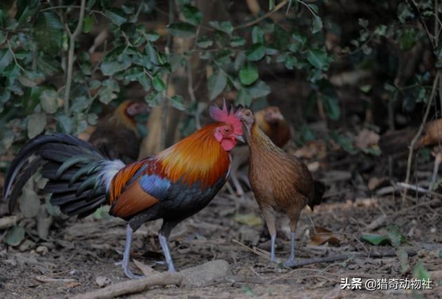 半夜玩吃鸡灵异事件_半夜玩吃鸡是不是很多人机_半夜玩手机吃鸡游戏