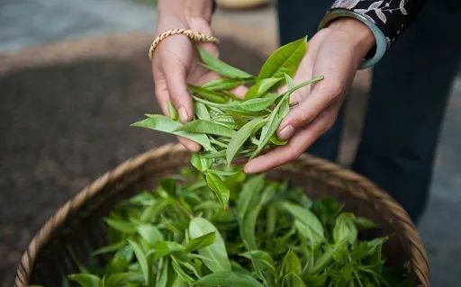 茶话 手机游戏项目_茶话会有什么游戏_茶话弄点单攻略