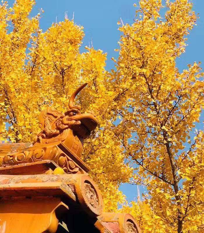 苍天手机游戏官网_苍天手机游戏_苍天网络游戏