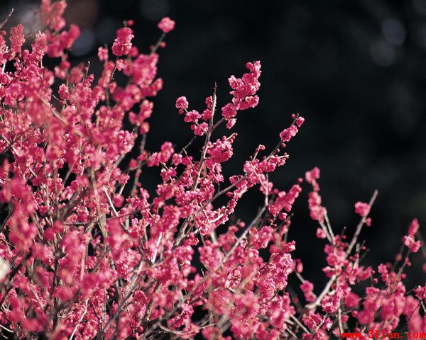 阿帕奇游戏_cta阿帕奇手机游戏_阿帕奇软件