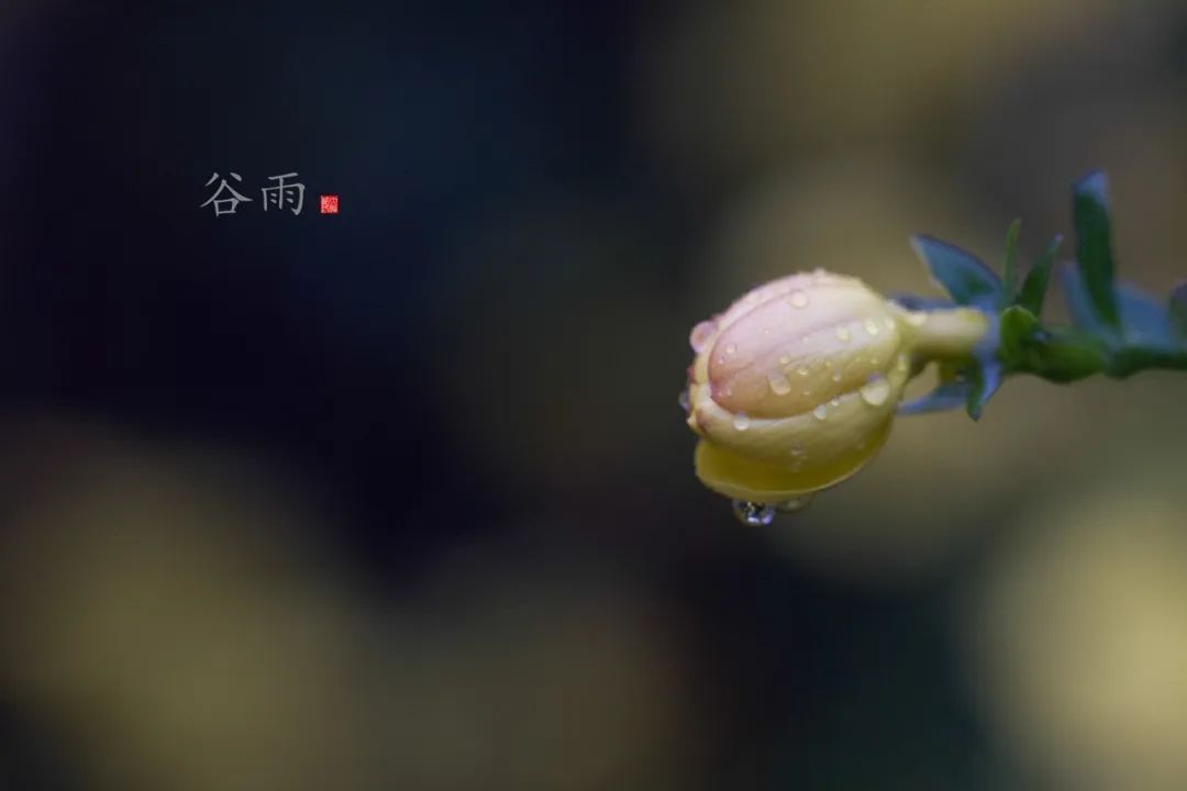 关于谷雨的古诗_古诗谷雨三月中朗读与解释_古诗谷雨春光晓