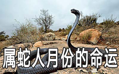 蛇属相出生_属蛇的是哪一年出生_蛇属相的出生年份