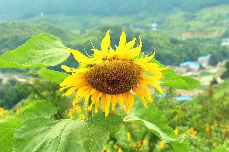 爱夏_夏爱歌_夏爱东