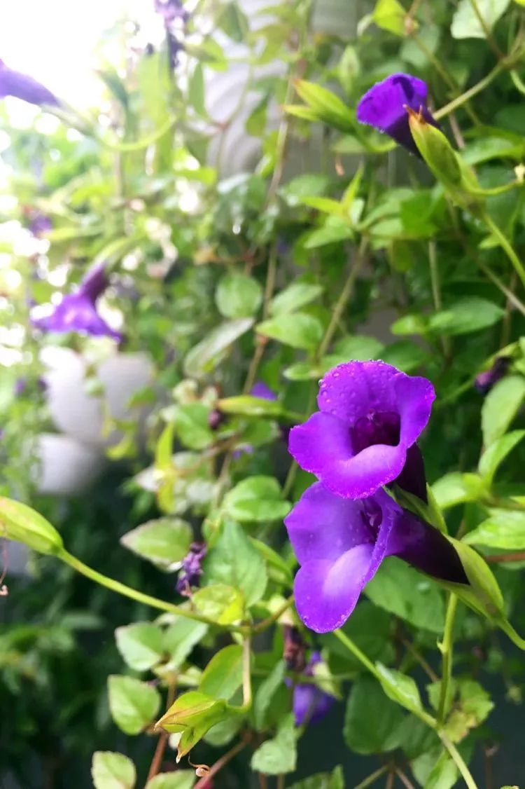 夏爱东_爱夏_夏爱歌