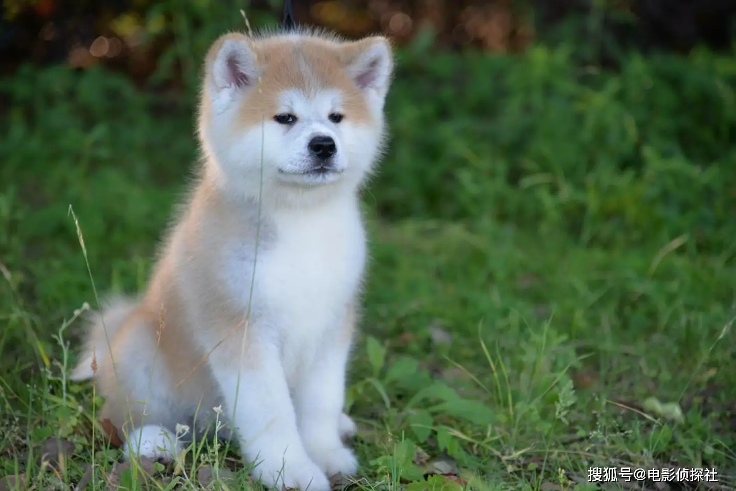 忠犬八公2023电影免费完整观看高清_忠犬八公的电影在线观看免费_电影《忠犬八公》