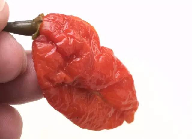 哥伦布什么时候发现的美洲大陆_哥伦布及发现美洲大陆_哥伦布什么时候发现的美洲大陆