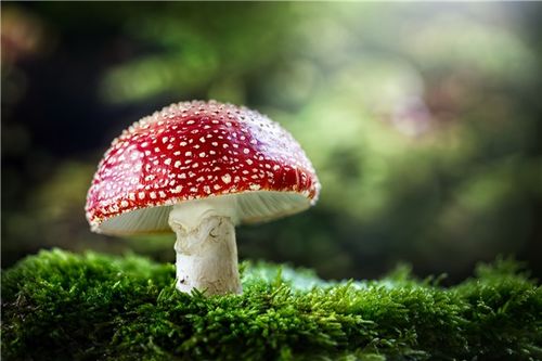 蘑菇视频色板下载 