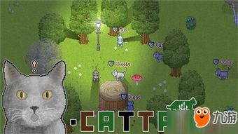 猫室外游戏,探索猫儿们的欢乐运动时光
