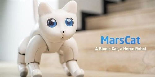 宠物猫机器人,探索宠物猫机器人的未来