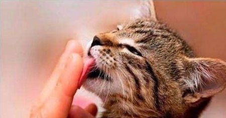 猫能尝出甜味吗
