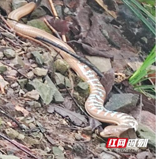 香脆蛇